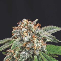 Galaxy x Runtz, Фасовка: 5